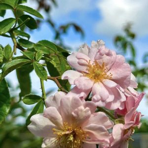 つるバラ コーネリア,マイガーデン,薔薇大好き,アプリコットピンク,ばら バラ 薔薇の画像