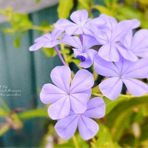 ルリマツリ,ルリマツリ(プルンパーゴ),花言葉,青い花,お菓子の画像