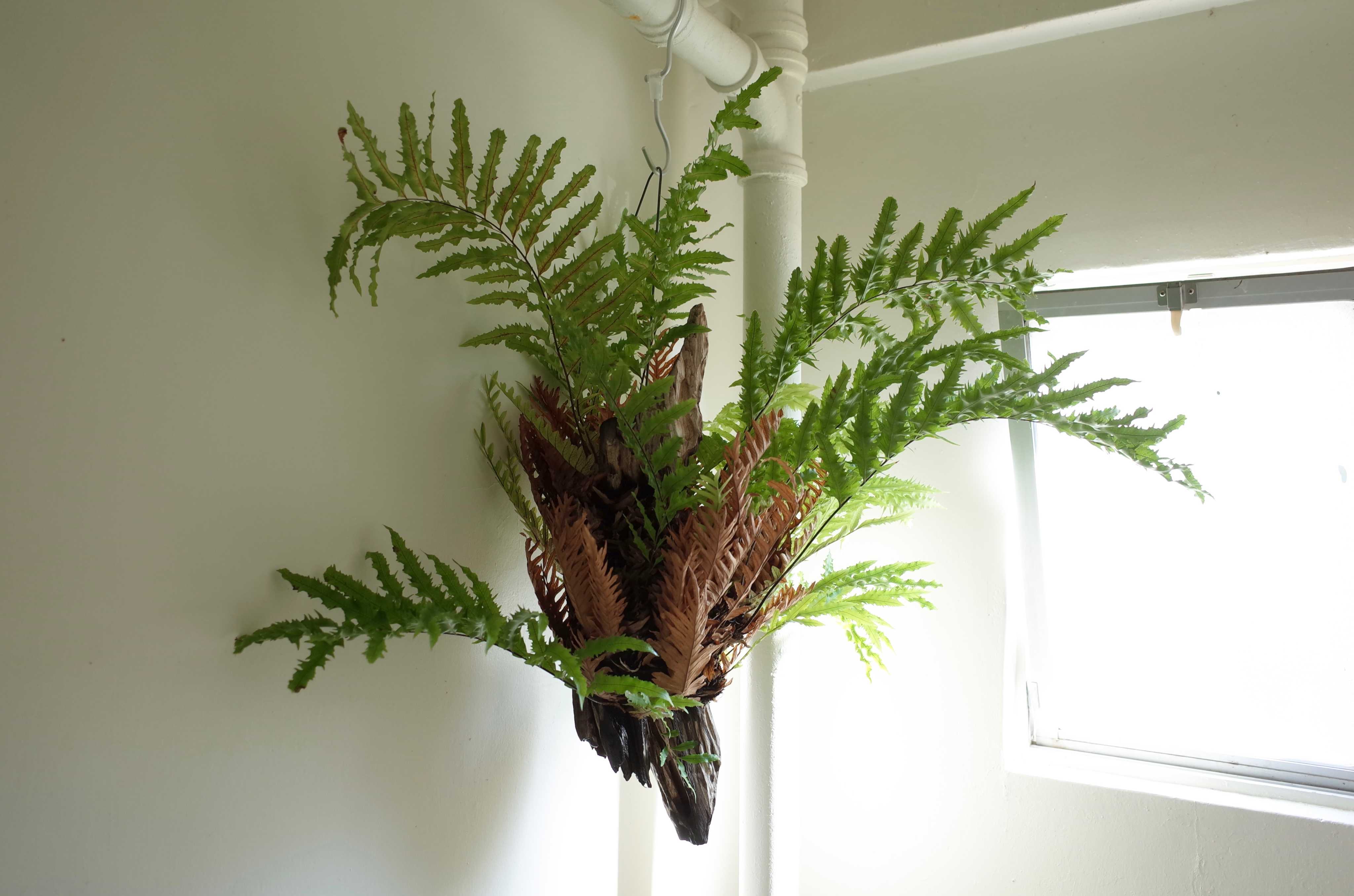 ドリナリア リギデュラ ホワイティの一覧｜🍀GreenSnap