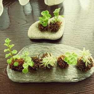 多肉植物,苔玉,花のある暮らし,植物のある暮らし,季節を楽しむの画像