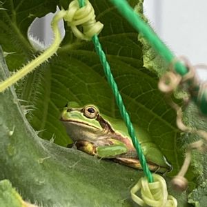 ほったらかし,無農薬,無肥料栽培,自然農法の種,鮮緑キュウリの画像