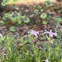 芝桜,オキザリス・デッペイの画像