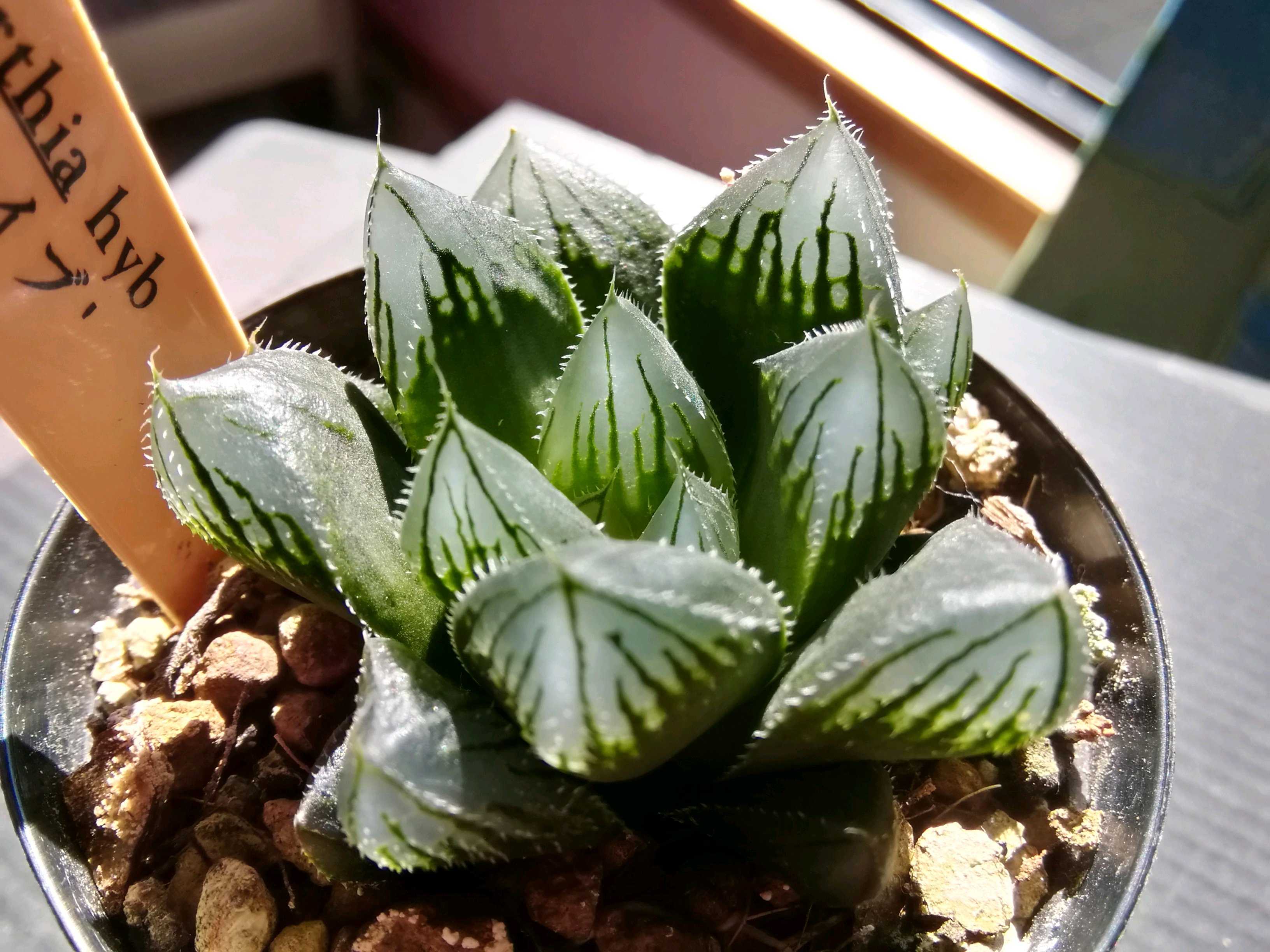 ハオルチア マクマトリー CCM-1 葉挿し苗