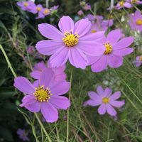 コスモス,花のある暮らし,今日のお花,平和を願う☆,植物がある暮らしの画像