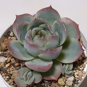 エケベリア 白水晶,多肉植物,観葉植物,葉挿し,リメ缶の画像