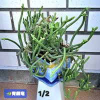 青鎖竜,ムスコーサ,クラッスラ属,植物男子ベランダー,ベランダの画像