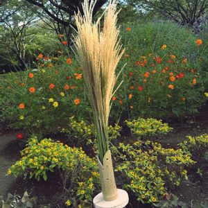 手作り,イネ科,今日のお花,花大好き,大島小松川公園の画像