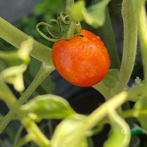 ミニトマト,プランター野菜,種から,花のある暮らし,失敗の画像