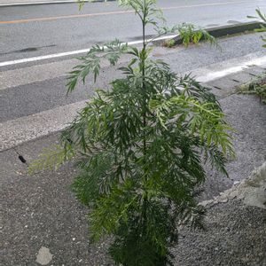 グレビレア,グレビレア　ロブスタ,オージープランツ,車庫の画像