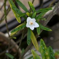 サザンクロス,クロウエア サザンクロス,鉢植の画像