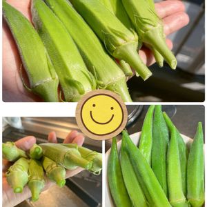 夏野菜,新鮮,たくさん収穫,ネバネバ野菜,星型の野菜の画像