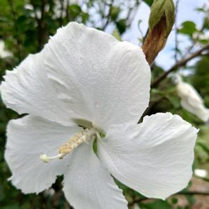 ムクゲ,多肉植物,公園,散歩,ガーデニングの画像