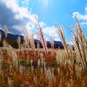 ススキ,観葉植物,ジャングル化計画,今日のお花,おでかけ先の画像