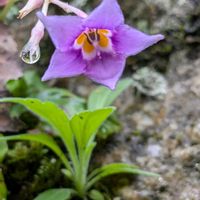 イワタバコ,可愛いお花,花の色が素敵,三重県御在所,花に出会えて　感謝の画像