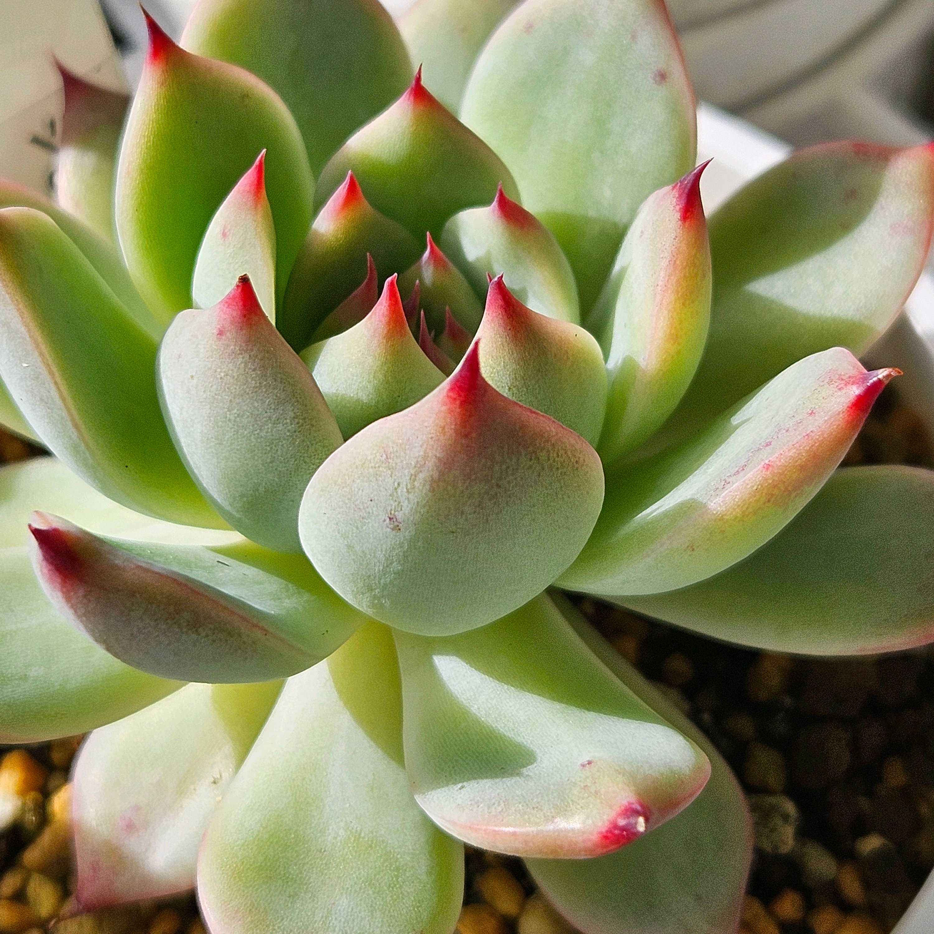 シモヤマコロラータの一覧｜🍀GreenSnap（グリーンスナップ）