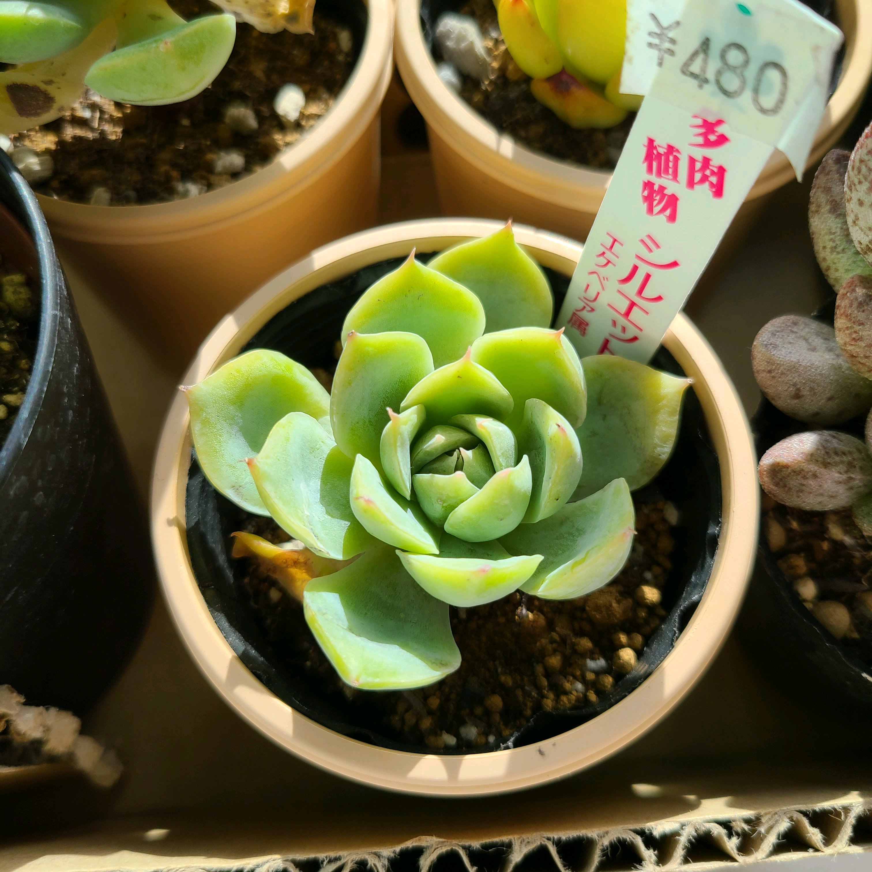 シルエットの成長記録💕💕｜🍀GreenSnap（グリーンスナップ）