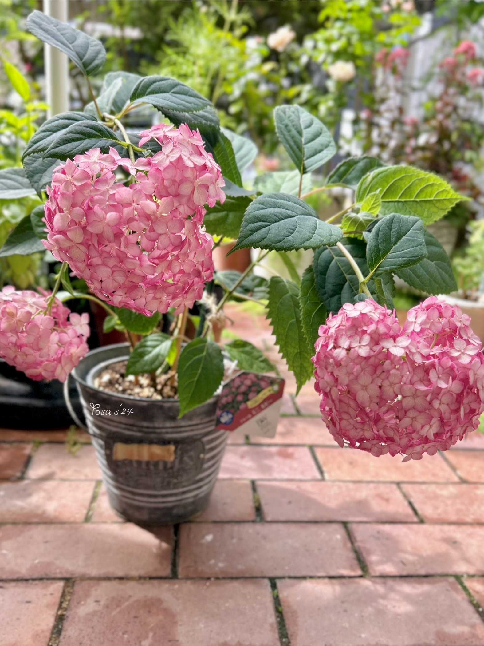 アナベル紫陽花 ガーランド アナベルの縦型ガーランド ガーランド Dio's Driedflower 通販