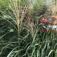 ススキ,斑入りススキ,高幡不動尊,今日のお花,お写ん歩の画像