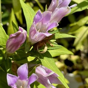 リンドウ,安代リンドウ,安代リンドウ　メルヘンアシロ,花のある暮らし,今日のお花の画像