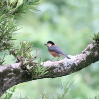 ラカンマキ,ラカンマキ,ラカンマキ,イヌマキ,イヌマキの画像