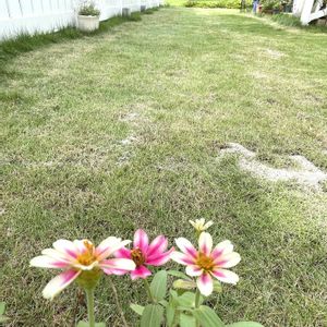 高麗芝,芝生,芝生の庭,優しい気持ち,happy♡の画像