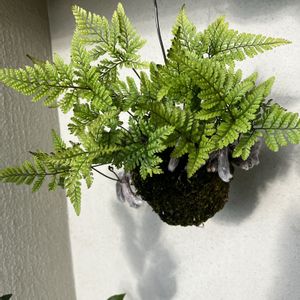 トキワシノブ,観葉植物,苔玉の画像