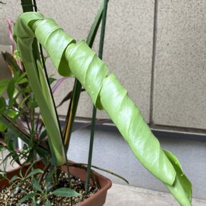 モンステラ,モンステラ,観葉植物,100均観葉植物,葉っぱ好きの画像