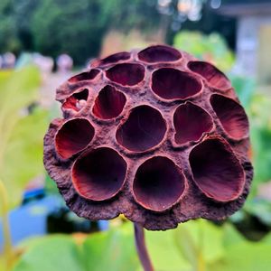 公園,温室,季節の花,イベント,東京の画像