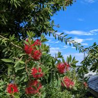 ブラシの木,シンボルツリー,花のある暮らし,癒し…♡,小さな庭の画像