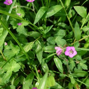 ゲンノショウコ,多肉植物,公園,散歩,ガーデニングの画像