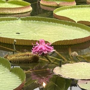 オオオニバス,オオオニバス、大鬼蓮(Victoria amazonica),温室,熱川バナナワニ園の画像