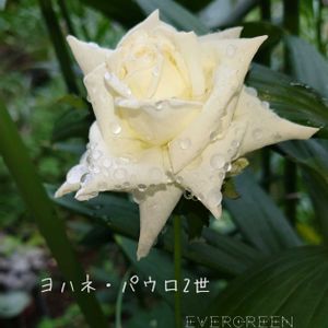 薔薇,ヨハネ パウロ2世,ケイトウホルン,バラ 鉢植え,庭の記録の画像