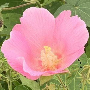 ガーデニング,花のある暮らし,ナチュラルスタイル,薔薇のある暮らし♡,おうち園芸の画像