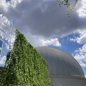 癒される,緑のカーテン,青空,かっこいい！,素敵の画像