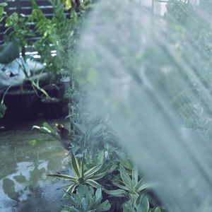 多肉植物,観葉植物,楽しい,DIY,自然の画像