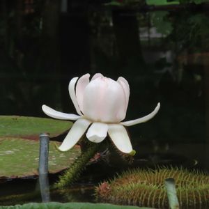 オオオニバス,オオオニバス,オオオニバス、大鬼蓮(Victoria amazonica),温室,熱川バナナワニ園の画像