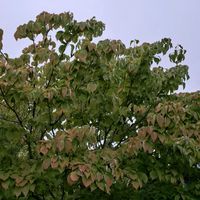 マツバボタン,マツバボタン,花水木,白粉花,ダリア黒蝶の画像