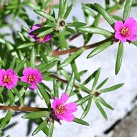 マツバボタン,マツバボタン,野草,ピンクの花,今日のお花の画像