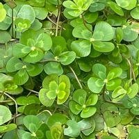 ウォータークローバー,デンジソウ（田字草）,シダ植物,水生植物,四つ葉の画像