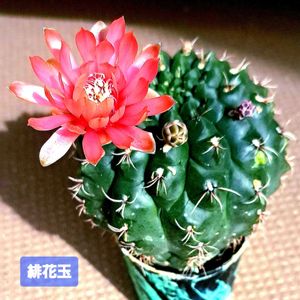 緋花玉,ダイソー,植物男子ベランダー,ギムノカリキウム緋花玉,さぼてんの画像