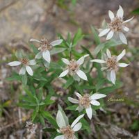 エーデルワイス,高山植物,山野草,多年草,草本の画像