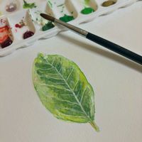 フィカス・アルテシマ,観葉植物,初心者,水彩画の画像