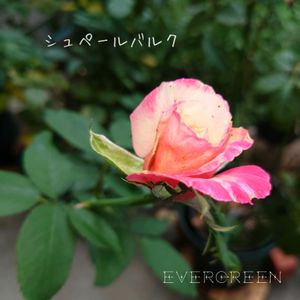 アンゲロニア,ゼラニウム,薔薇,コウシュンカズラ,シュペールバルクの画像