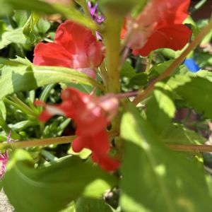 ホウセンカ,花が好き,無農薬❤家庭菜園,野菜が好き,庭の画像