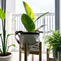 ストレリチア オーガスタ,ストレリチア オーガスタ,フィカス・アルテシマ,フィカス・アルテシマ,ネフロレピスの画像