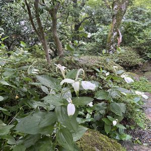 紫陽花,半夏生 はんげしょう,和風庭園,箱根,岡田美術館の画像