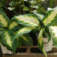 ディフェンバキア,ディフェンバキア,観葉植物,挿し木,熱帯植物の画像