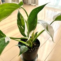 フィロデンドロン,フィロデンドロン ホワイトウィザード,フィロデンドロン ホワイトウィザード,観葉植物,初心者の画像