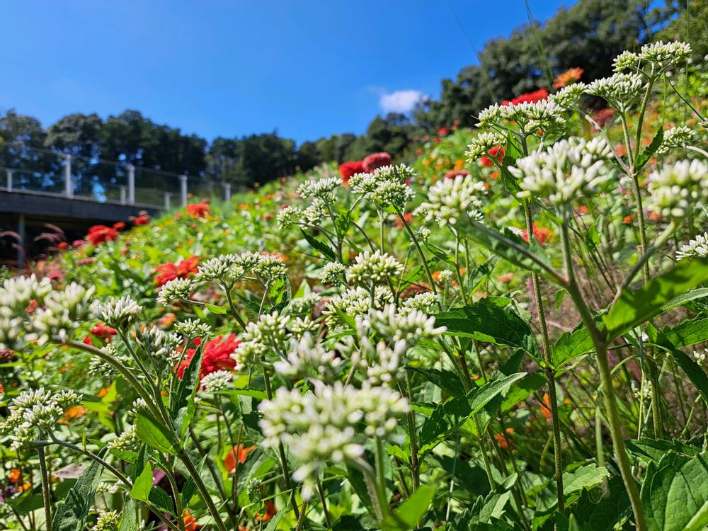 エリィさんの里山ガーデン（大花壇）への投稿