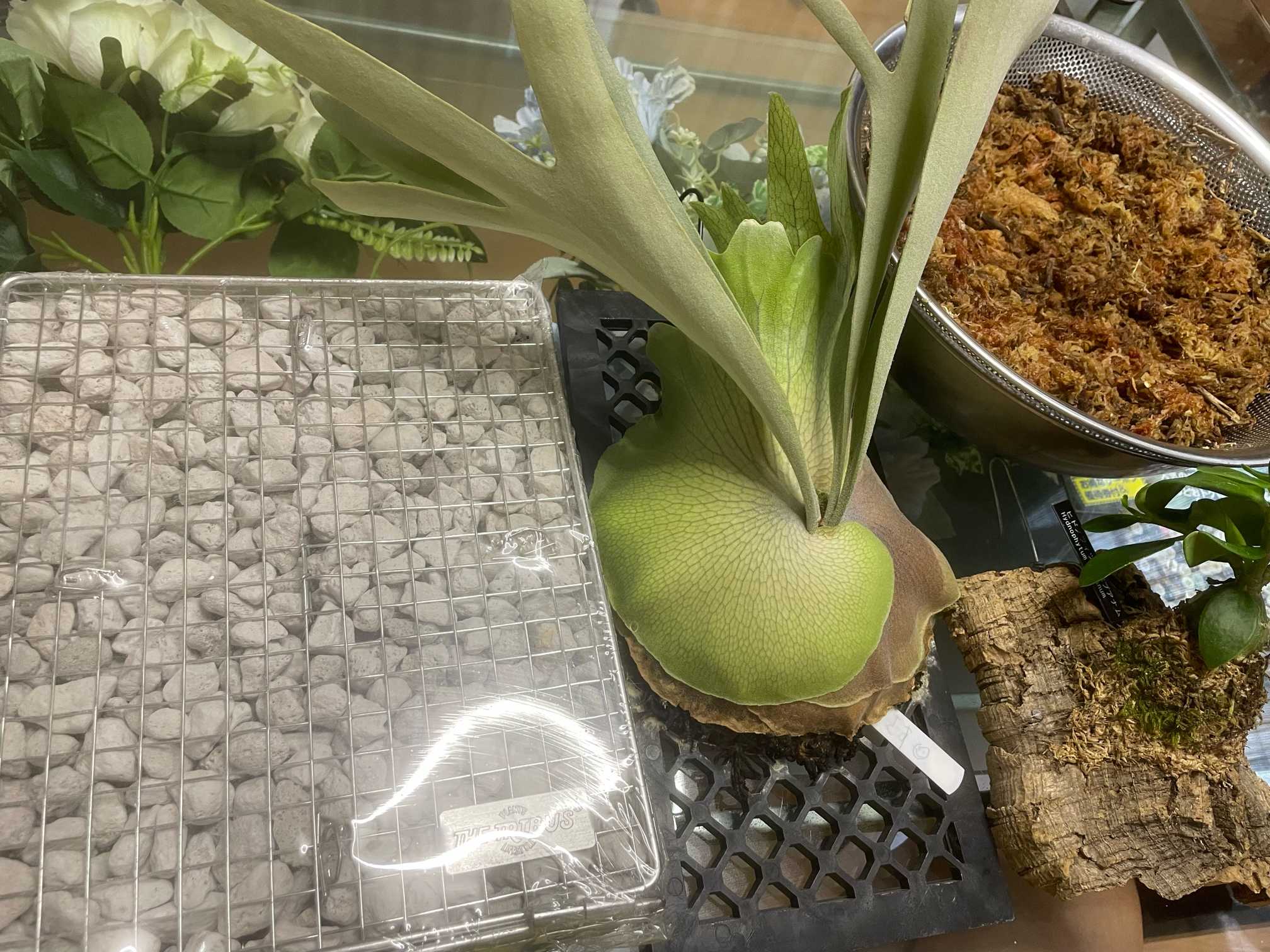 ビカクシダのこけましししました｜🍀GreenSnap（グリーンスナップ）